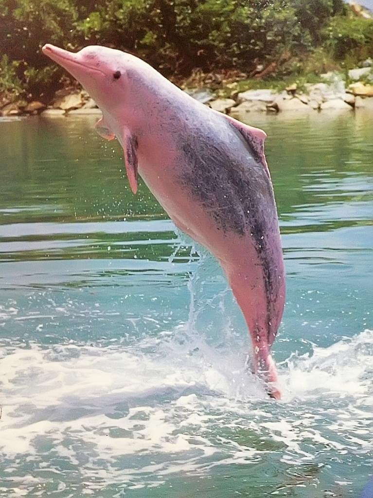 В мире есть розовые дельфины. Посмотрите на них прямой сейчас