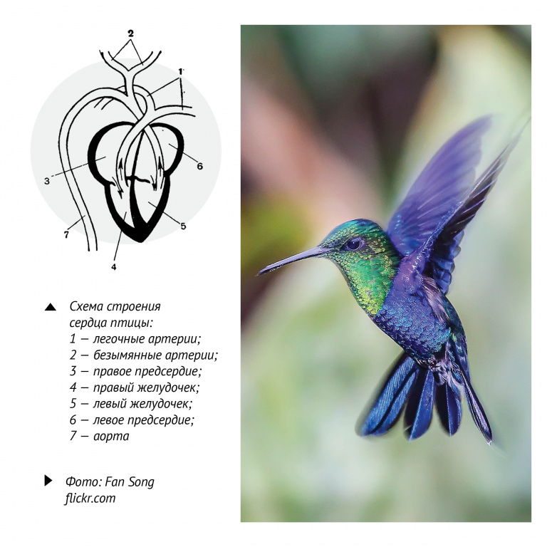 Схема строения сердца птицы