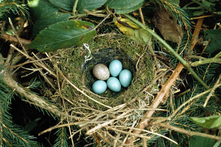 Как кукушке удается подбрасывать яйца в чужие гнезда