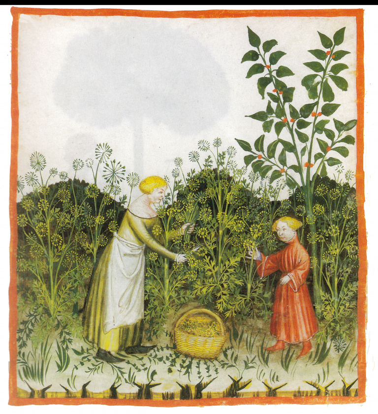 Сбор укропа среди сорняков. Иллюстрация из медицинского трактата XIV века