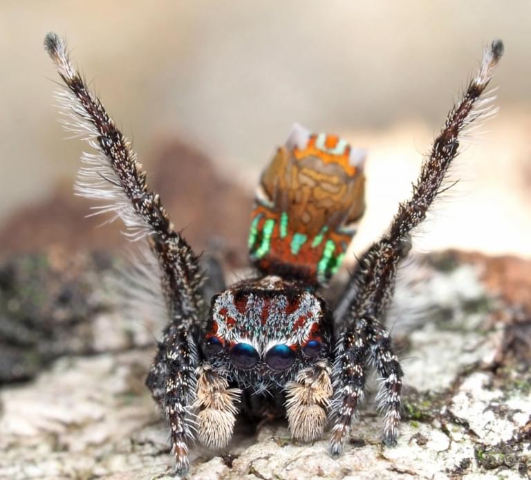 Статья: Разновидности пауков и их поведение