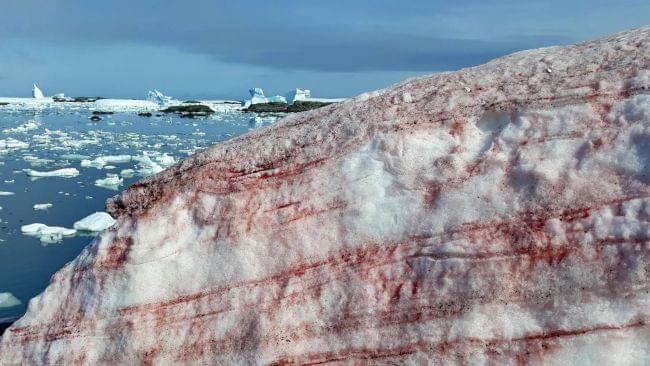 «Кровавый снег» Антарктики способствует глобальному изменению климата