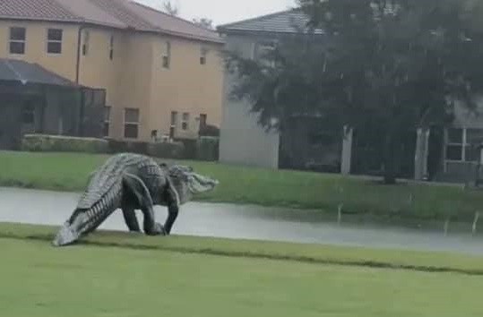 Ничего необычного, просто гигантский аллигатор на прогулке 