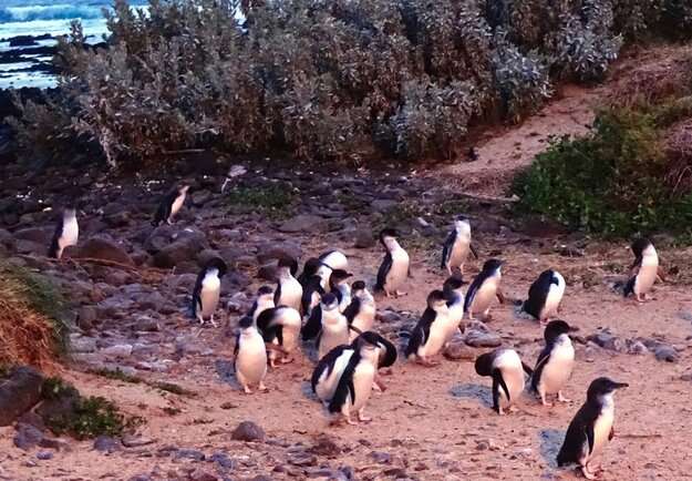 Глобальные климатические изменения влияют на рацион малых пингвинов