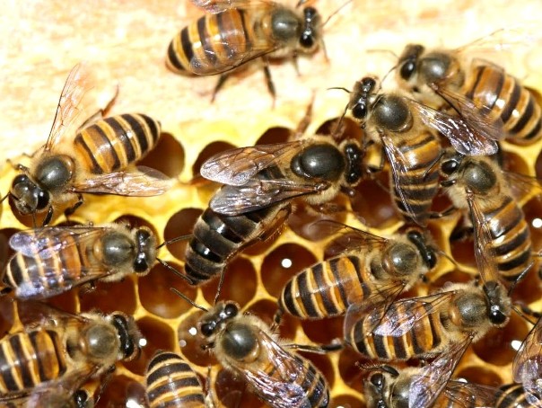 Восковые пчёлы предупреждают сородичей о приближении гигантских шершней