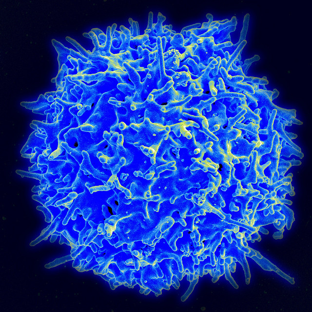 Броня для противоопухолевых Т-клеток  