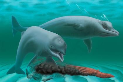 Найден засасывавший насмерть дельфин