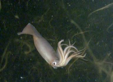 Живущие в темноте кальмары общаются с помощью световой пигментации