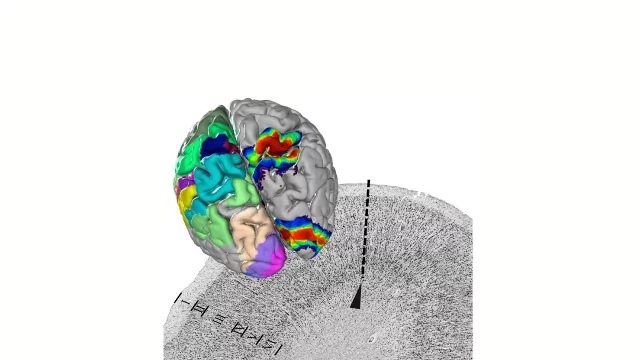 Опубликован 3D-атлас человеческого мозга 