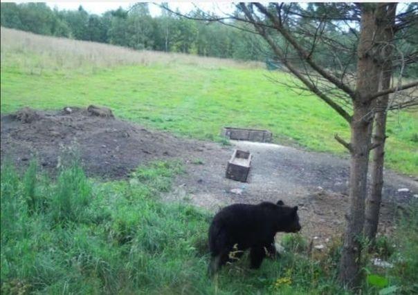 В Коробицино медведь пугает грибников