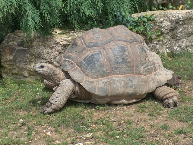 Гигантские черепахи возвращаются на Мадагаскар спустя 600 лет после истребления