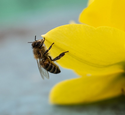 «Обложка глазами читателя»: фокус на пчел