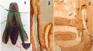 Опасный вредитель — ясеневая изумрудная узкотелая златка — преодолела границу и вторглась в Беларусь