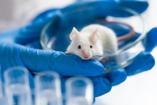 Учёные смогли «перезапустить» репродуктивный механизм у мышей