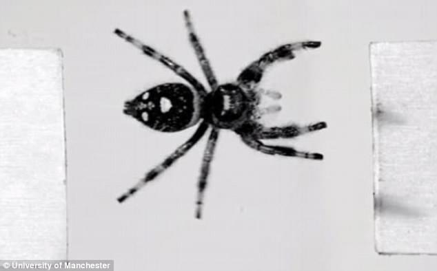 Ученые обучили прыгать паука по команде