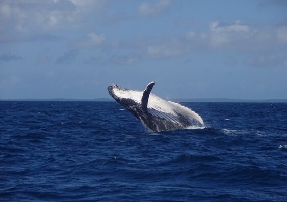 Слизь из носа китов может рассказать о здоровье животных 