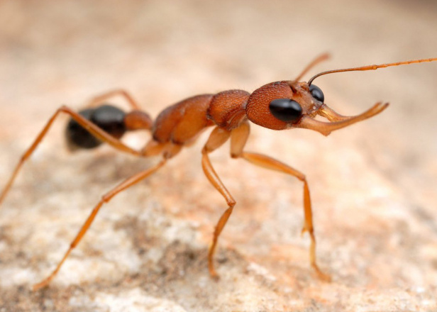 Выявлен белок, превращающий муравьёв-рабочих в маток