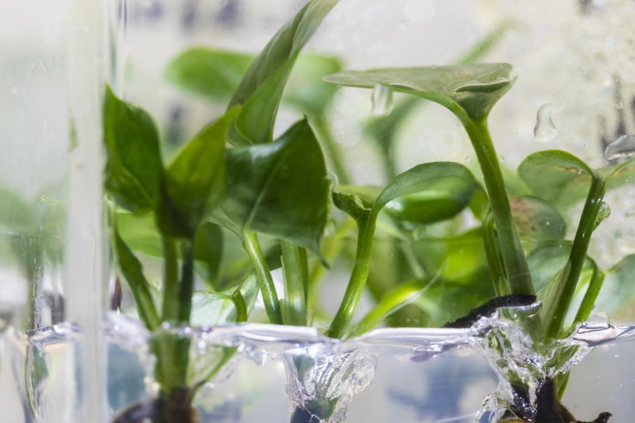 Ученые модифицировали комнатное растение, чтобы оно очищало воздух еще лучше