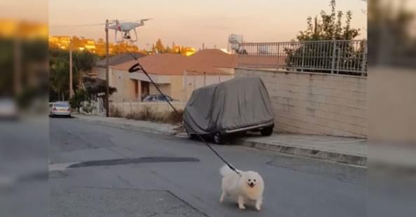 На Кипре мужчина выгулял собаку, используя дрон
