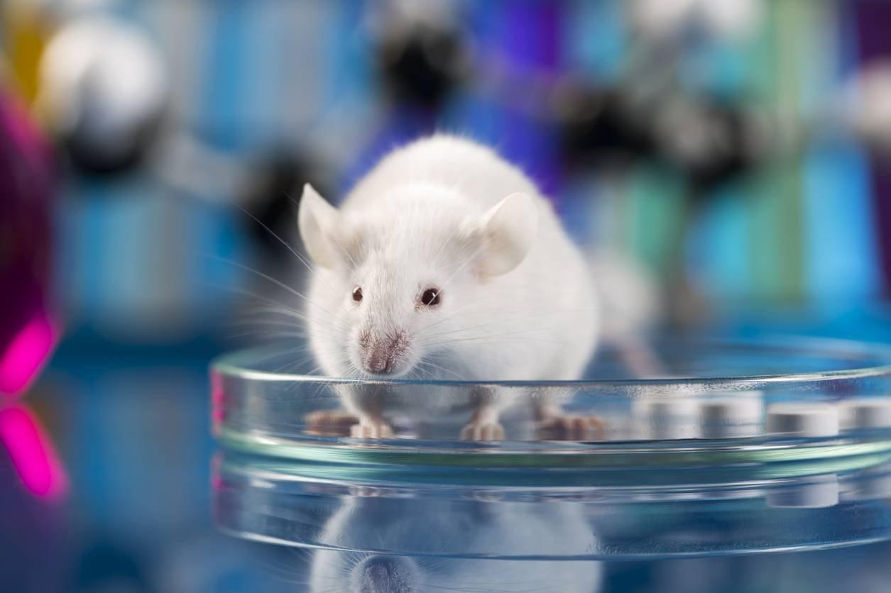 Генная терапия сделала мышей невосприимчивыми к кокаину
