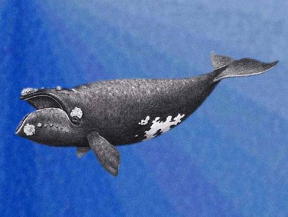 Опубликовано пение японских китов