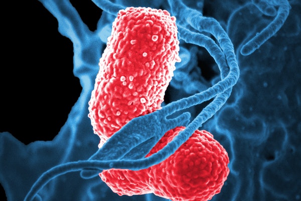 Кишечные бактерии помогли мышам справиться с пневмонией    