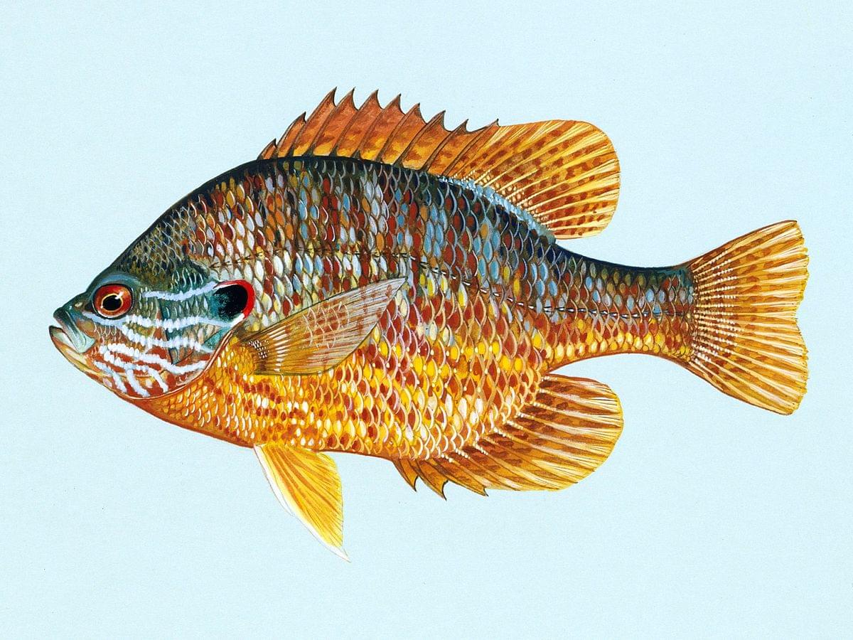 Новое исследование в Гуэлфском университете показало влияние среды обитания на размер мозга у рыб