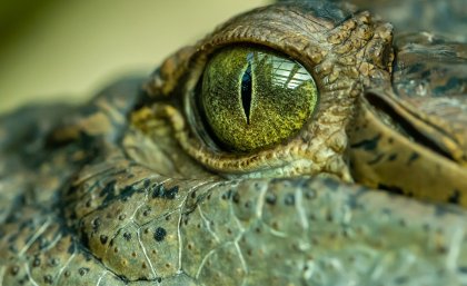 В Австралии нашли ископаемые останки огромного крокодила 
