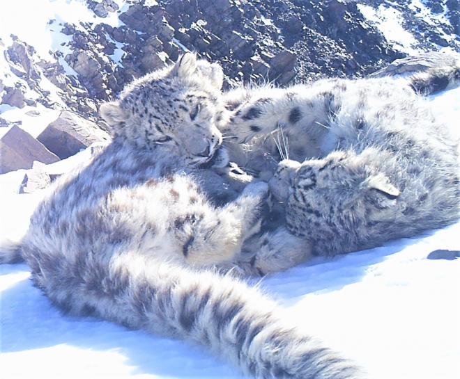Фото в горах найти снежного барса Котёнок снежного барса отключил фотоловушку на Алтае: Яндекс.Новости