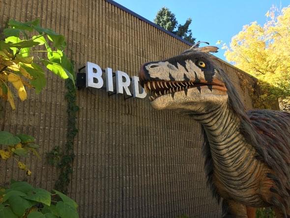 Некоторые динозавры отрыгивали непереваренную пищу как птицы