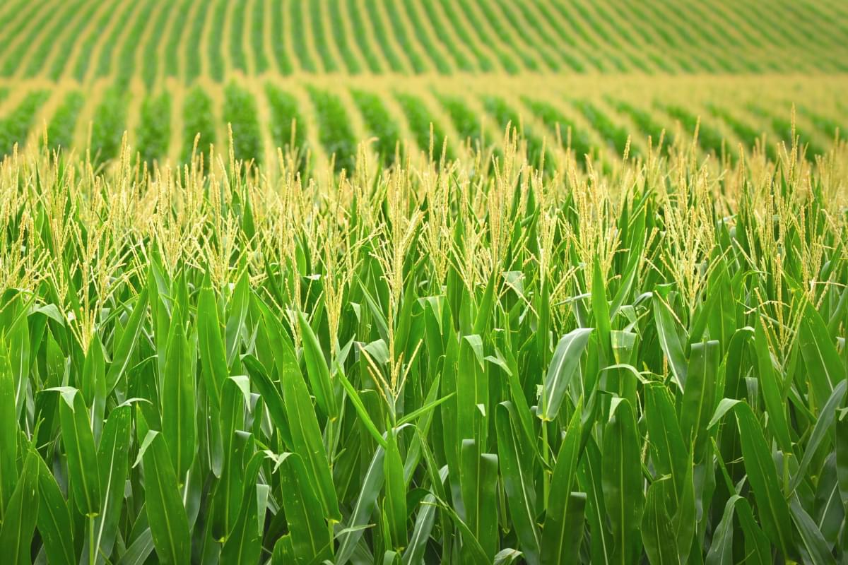 Увеличение урожаев кукурузы и сои меняет климат в Америке