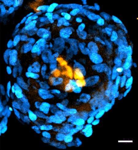 Учёные вырастили из стволовых клеток структуры, подобные эмбрионам