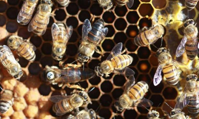 Ученые обнаружили, откуда появились западные медоносные пчелы 