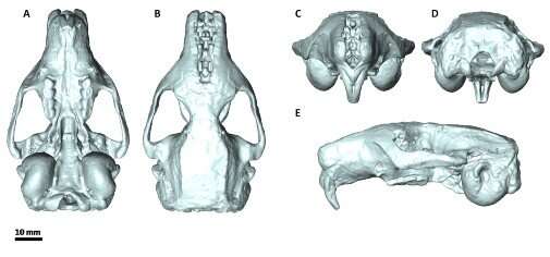 Впервые реконструирован череп доисторического грызуна