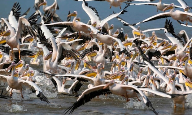 Более 700 пеликанов найдены мертвыми в сенегальском заповеднике 
