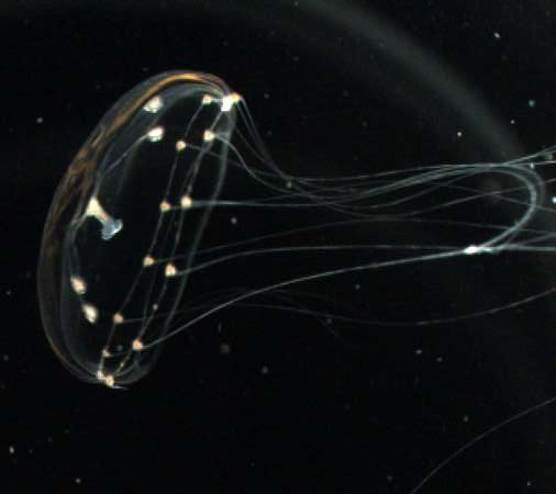 Ученые «прочли» мысли медузы