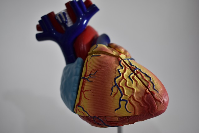 Соблюдение рекомендаций Life's Simple 7 может снизить риск заболеваний сердца 