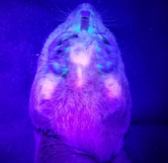 У поздемных грызунов выявлена способность к биофлуоресценции