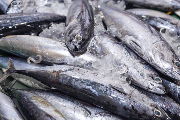 Учёные МФТИ придумали, как спасти рыб от опасных инфекций