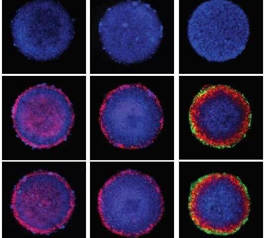 Деление клеток в процессе развития эмбриона происходит удивительно рано