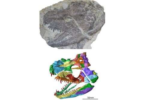 Реконструирован череп одних из первых четвероногих животных