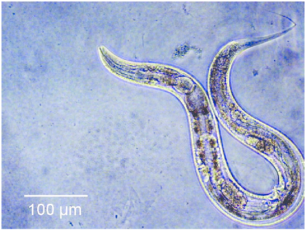 Новые способы лечение болезни Паркинсона обнаружены благодаря червю