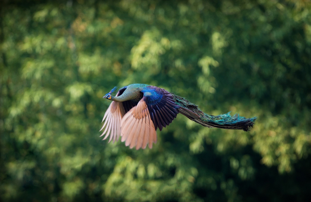beautiful-flying-peacock-shoot.jpg