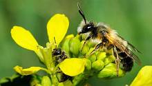 У пчел мужского и женского пола разный вкус на цветы