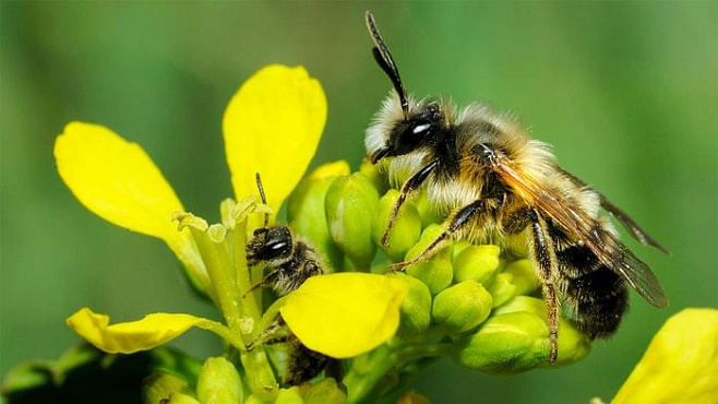 У пчел мужского и женского пола разный вкус на цветы