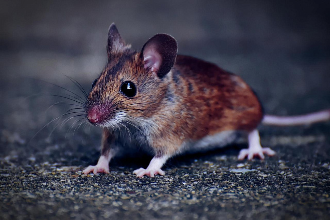 Мыши, оставленные в темноте, становятся сверхчувствительными