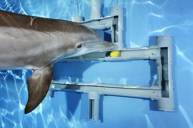 Разум в глубокой воде: почему дельфинов считают умными  