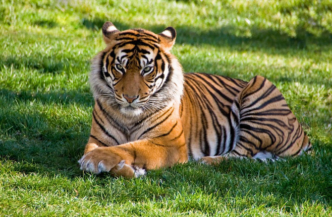 Численность тигров в Индии продолжает восстанавливаться