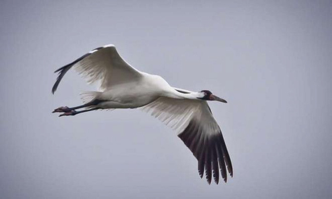 Ученые анализируют формы крыльев птиц, чтобы выяснить, как они адаптировались к полетам на длинные дистанции
