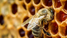 Пчёлы из разных регионов и стран общаются на разных диалектах